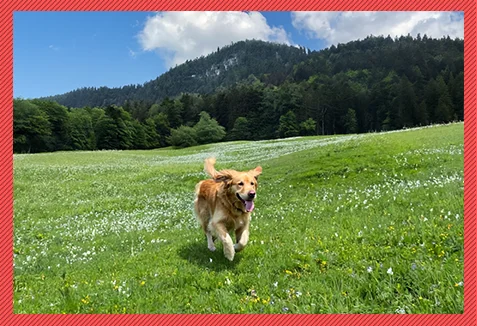 犬を合成！